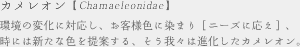 カメレオン【Chamaeleonidae】 環境の変化に対応し、お客様色に染まり[ニーズに応え]、時には新たな色を提案する、そう我々は進化したカメレオン。